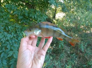 European Perch
