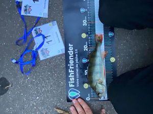 European Perch