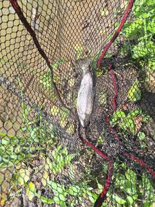 Rainbow Trout