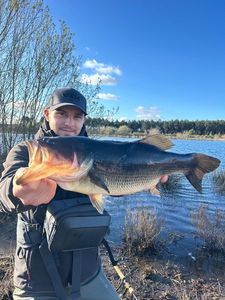 Largemouth Bass