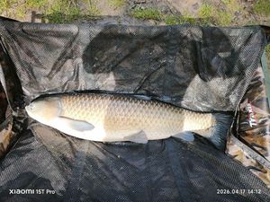 Grass Carp