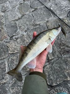 Zander