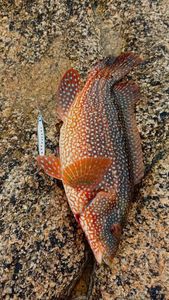 Ballan Wrasse