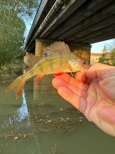 European Perch