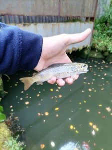 Brown Trout