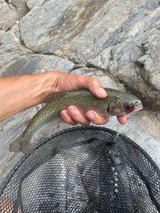 Rainbow Trout
