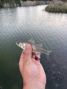 European Bass (Seabass)