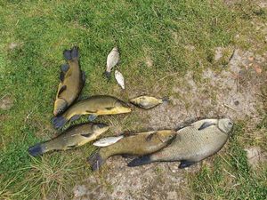 Tench