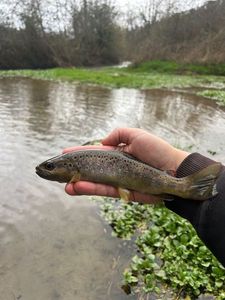 Brown Trout