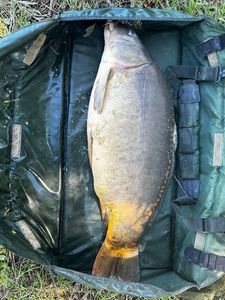 Mirror Carp