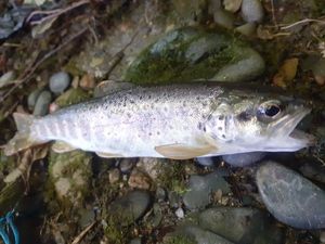 Brown Trout