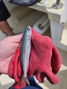 Atlantic Horse Mackerel