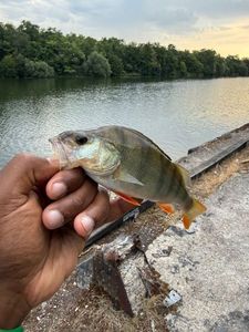 European Perch