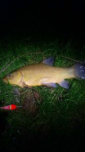 Tench