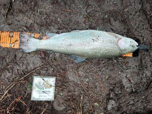 Rainbow Trout