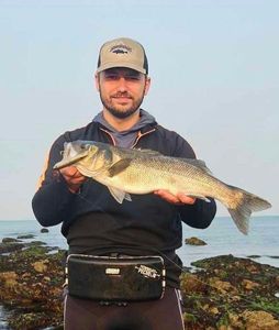 European Bass (Seabass)