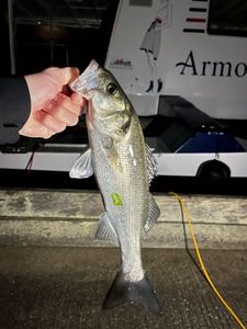European Bass (Seabass)