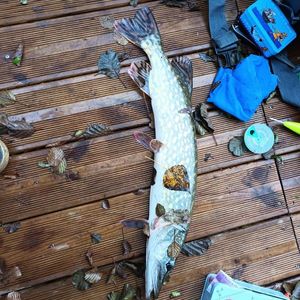 Northern Pike