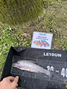 Rainbow Trout