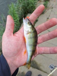 European Perch