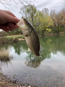 Largemouth Bass