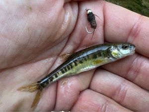 Common Minnow