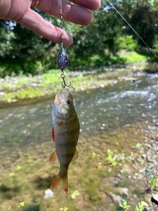 European Perch