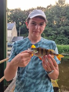 European Perch