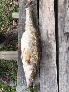 Zander