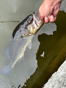Largemouth Bass