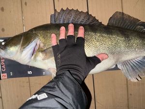 Zander