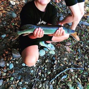 Northern Pike