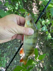 European Perch caught by Dimitri Babin