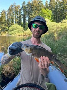 European Perch