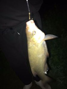 Common Bream