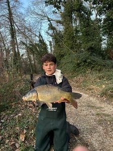 Common Carp