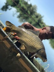 Common Carp