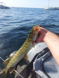 Northern Pike