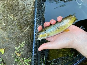 Brown Trout