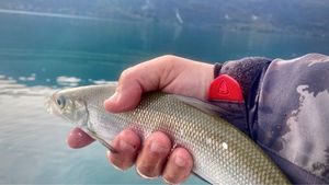European Whitefish