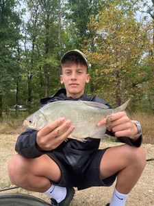 Common Bream