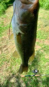 Largemouth Bass