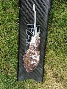 Common Cuttlefish