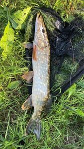 Northern Pike