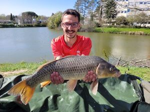 Common Carp