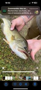 Largemouth Bass