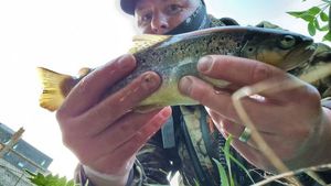 Brown Trout