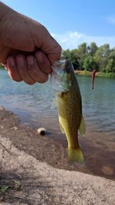 Largemouth Bass