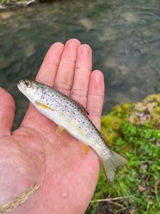 Brown Trout