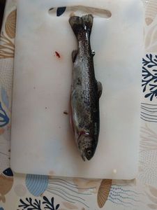Rainbow Trout